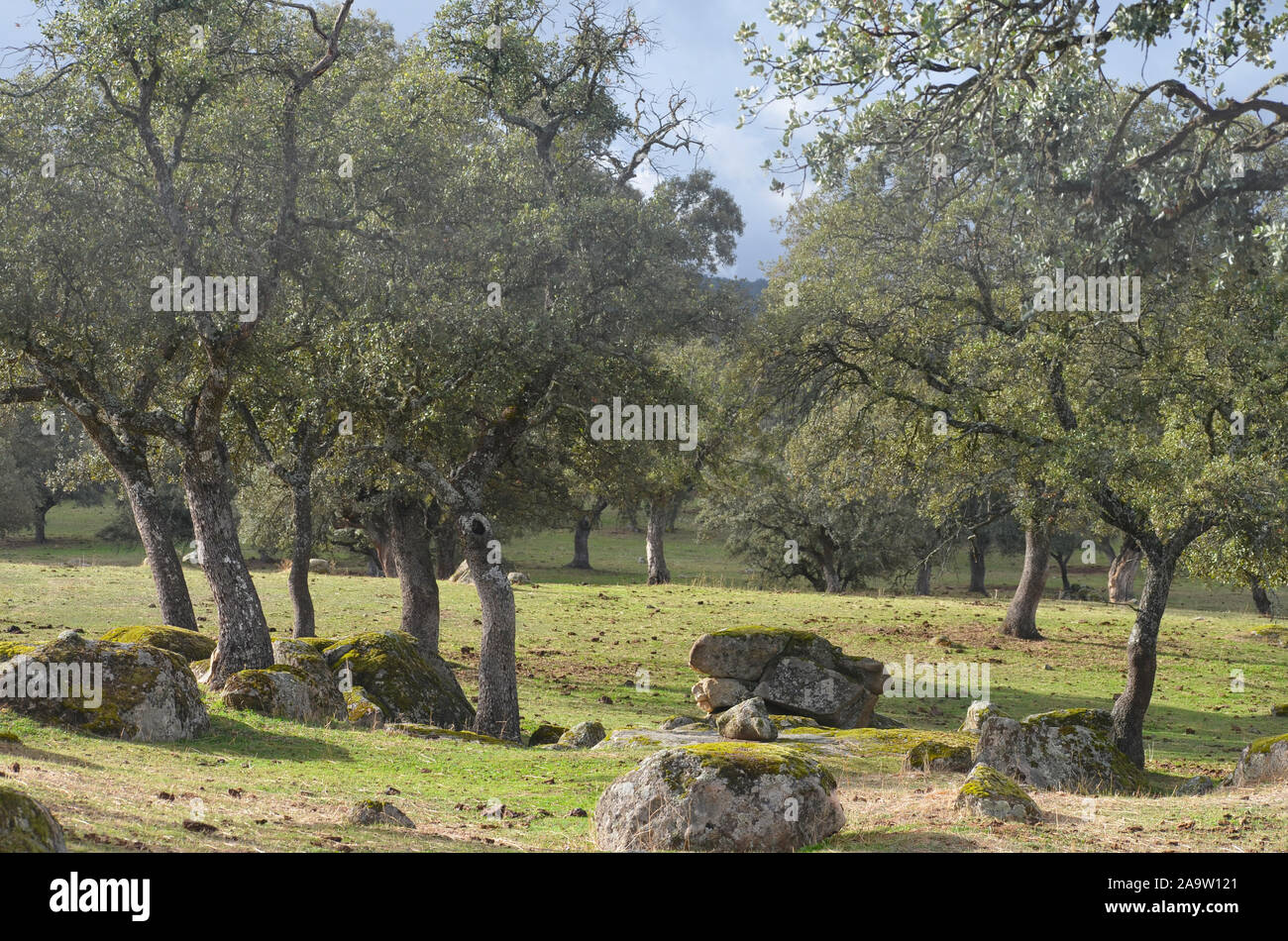 Forêt de chênes ouvert (dehesas) à Azuel, Sierra Morena (Andalousie, Sud de l'Espagne), l'un des derniers bastions du lynx ibérique Banque D'Images