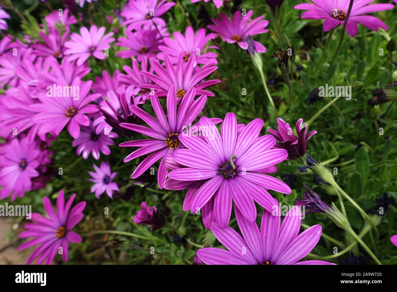 Purple fleurs Daisy Banque D'Images