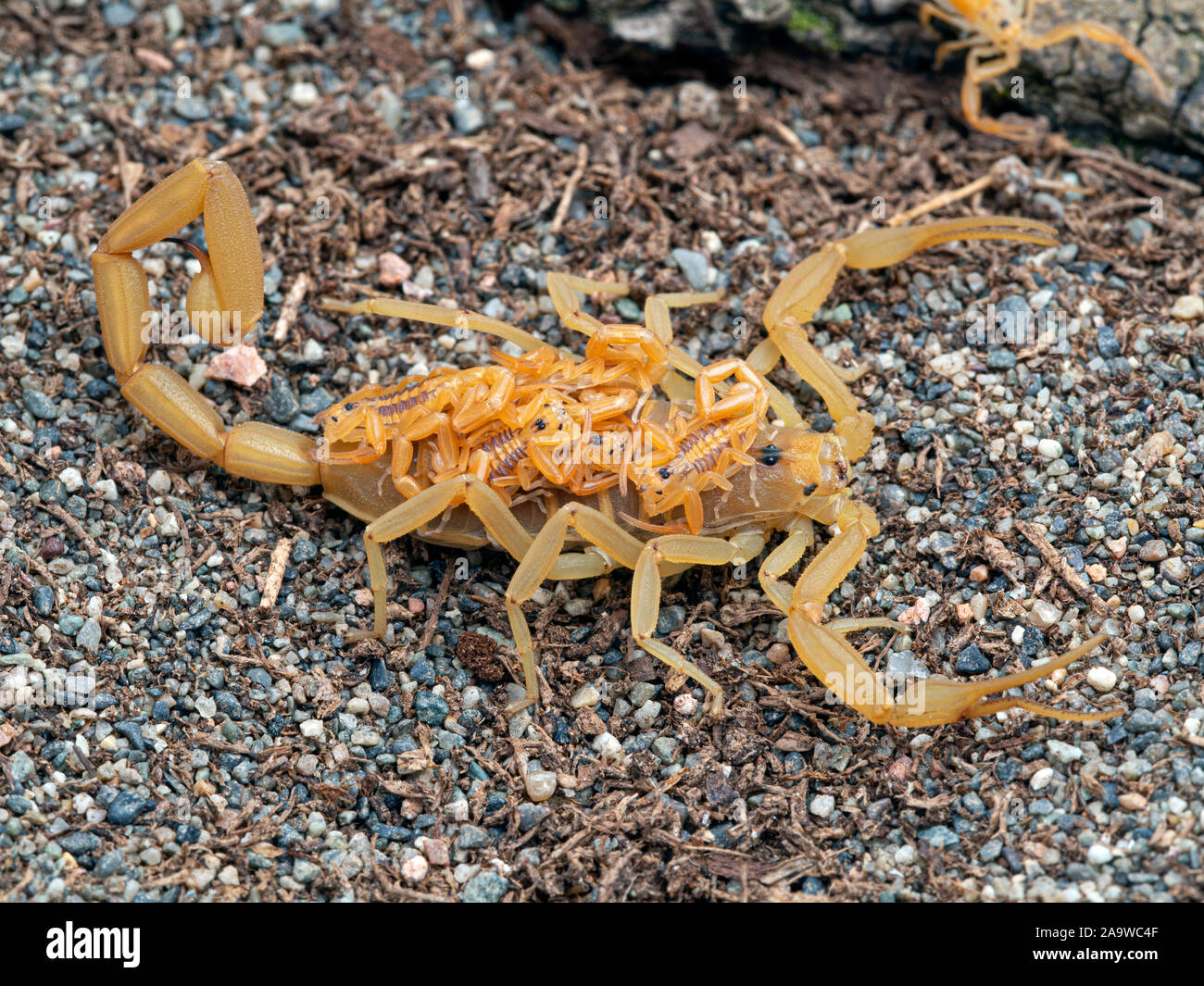 Arizona Femelle Scorpion Centruroides Sculpturatus Ecorce Portant Des Bebes Sur Le Dos Sur Le Sable Side View Photo Stock Alamy