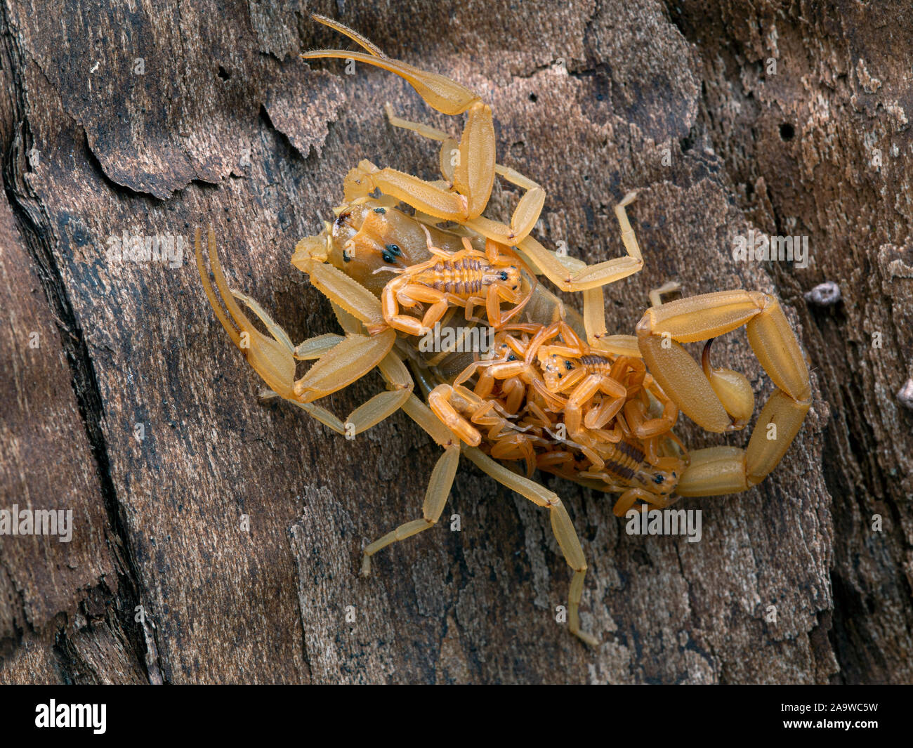 Arizona Femelle Scorpion Centruroides Sculpturatus Ecorce Portant Des Bebes Sur Le Dos A La Verticale Sur L Ecorce Vue Arriere Photo Stock Alamy