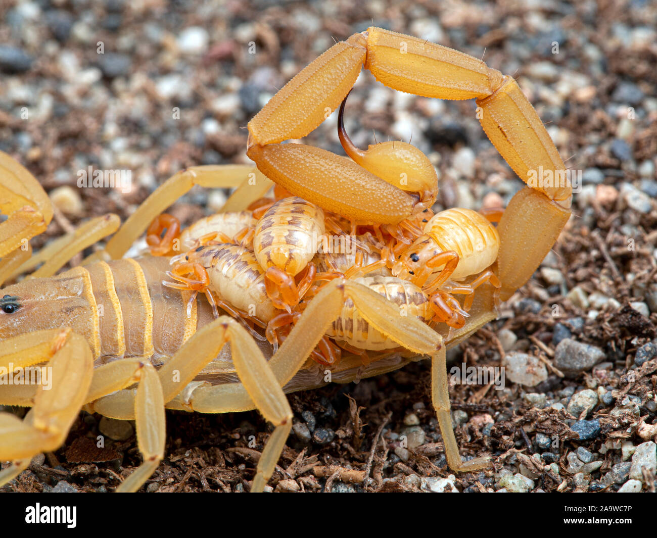 Scorpion Babies Banque D Image Et Photos Alamy Scorpion Babies Banque D Image Et Photos Alamy