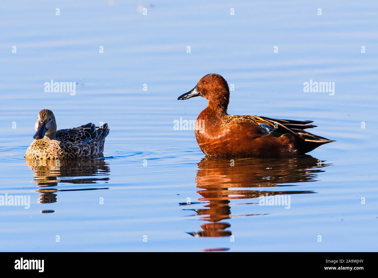 Paire de Sarcelles cannelle (Spatule cyanoptera) canards nageant dans un étang à Merced National Wildlife Refuge Banque D'Images