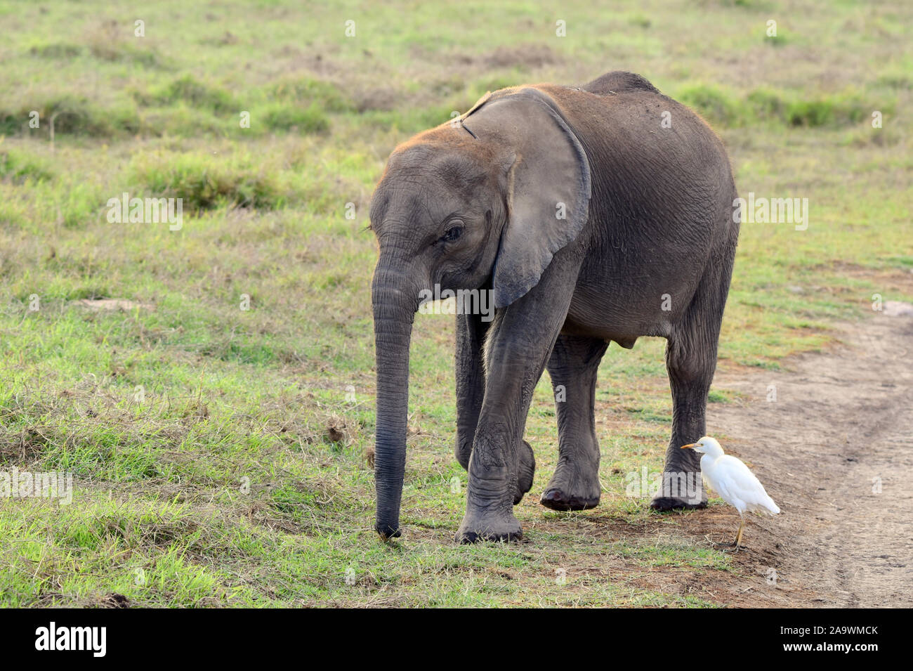 Bébé éléphant d'Afrique (Loxodonta africana) marcher sur l'herbe avec un héron garde-boeufs (Bubulcus ibis) à côté de lui. Ambolsel National Park, Kenya. Banque D'Images