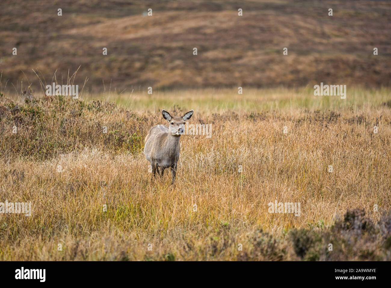 Red Deer grazing in Glencoe dans les Highlands d'Ecosse Banque D'Images