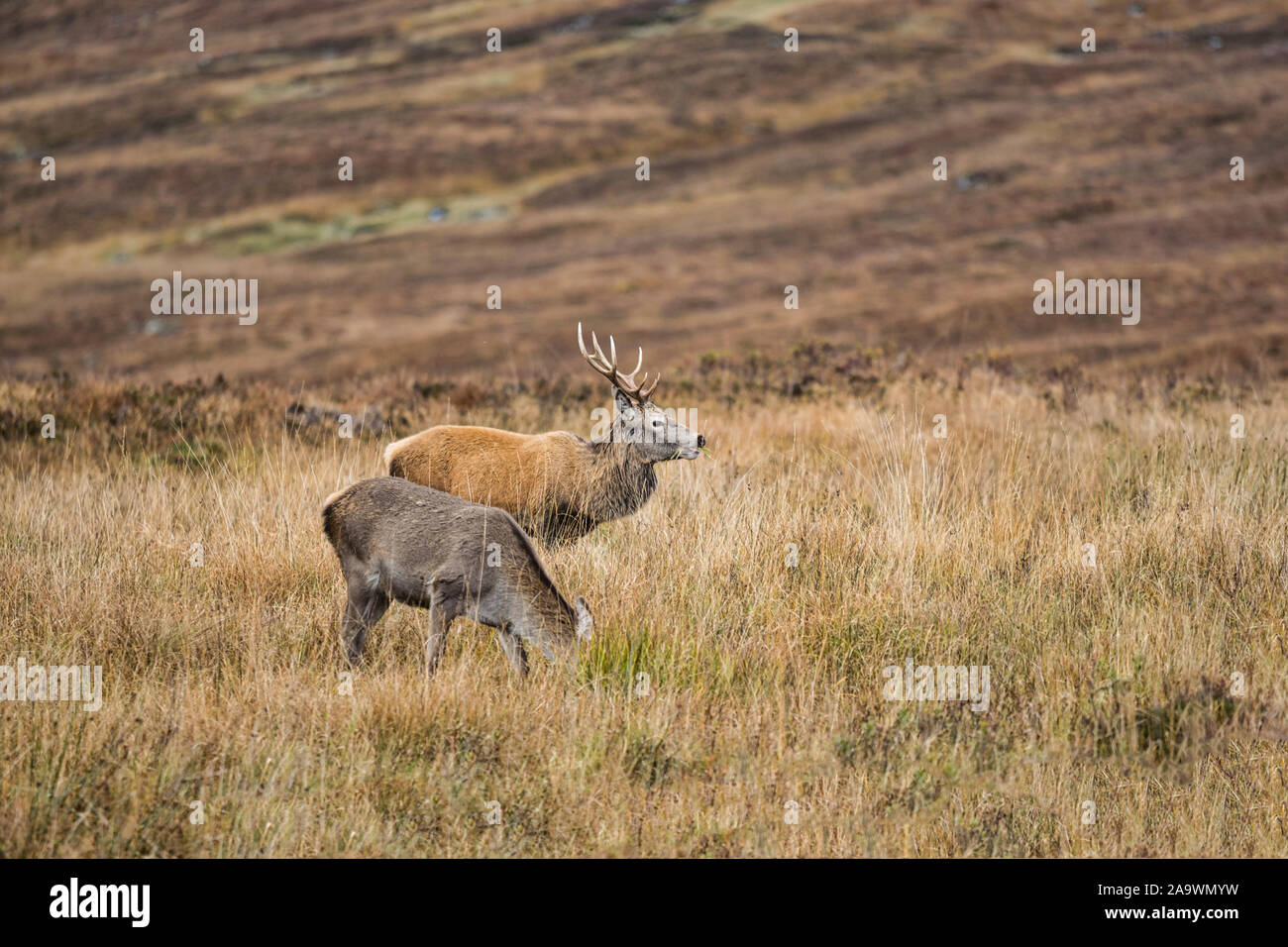 Red Deer grazing in Glencoe dans les Highlands d'Ecosse Banque D'Images