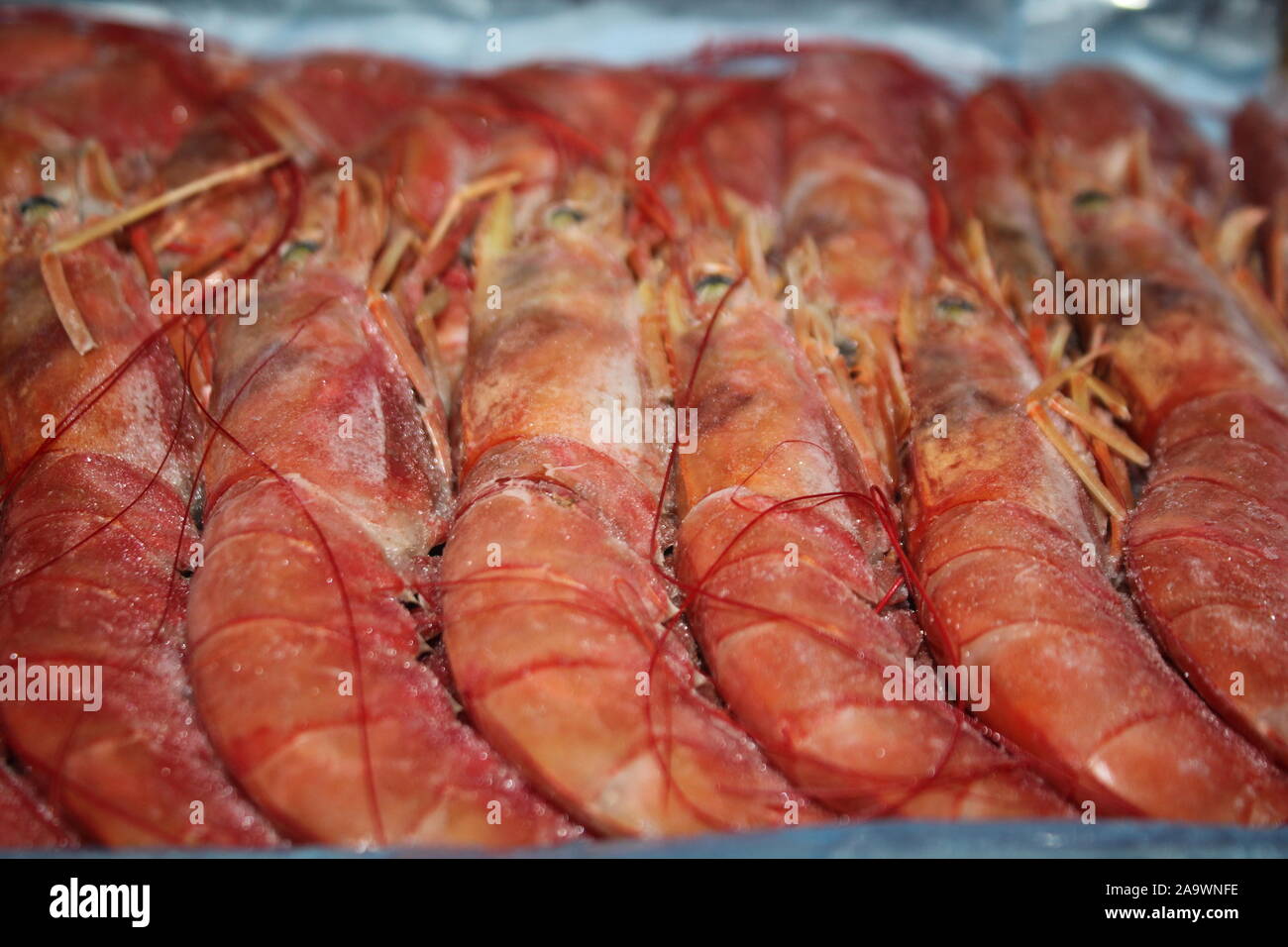 Crevettes rouges frais poissons mer italienne de droit Banque D'Images