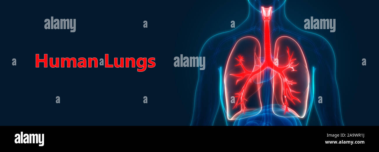 Anatomie du système respiratoire humain Banque D'Images