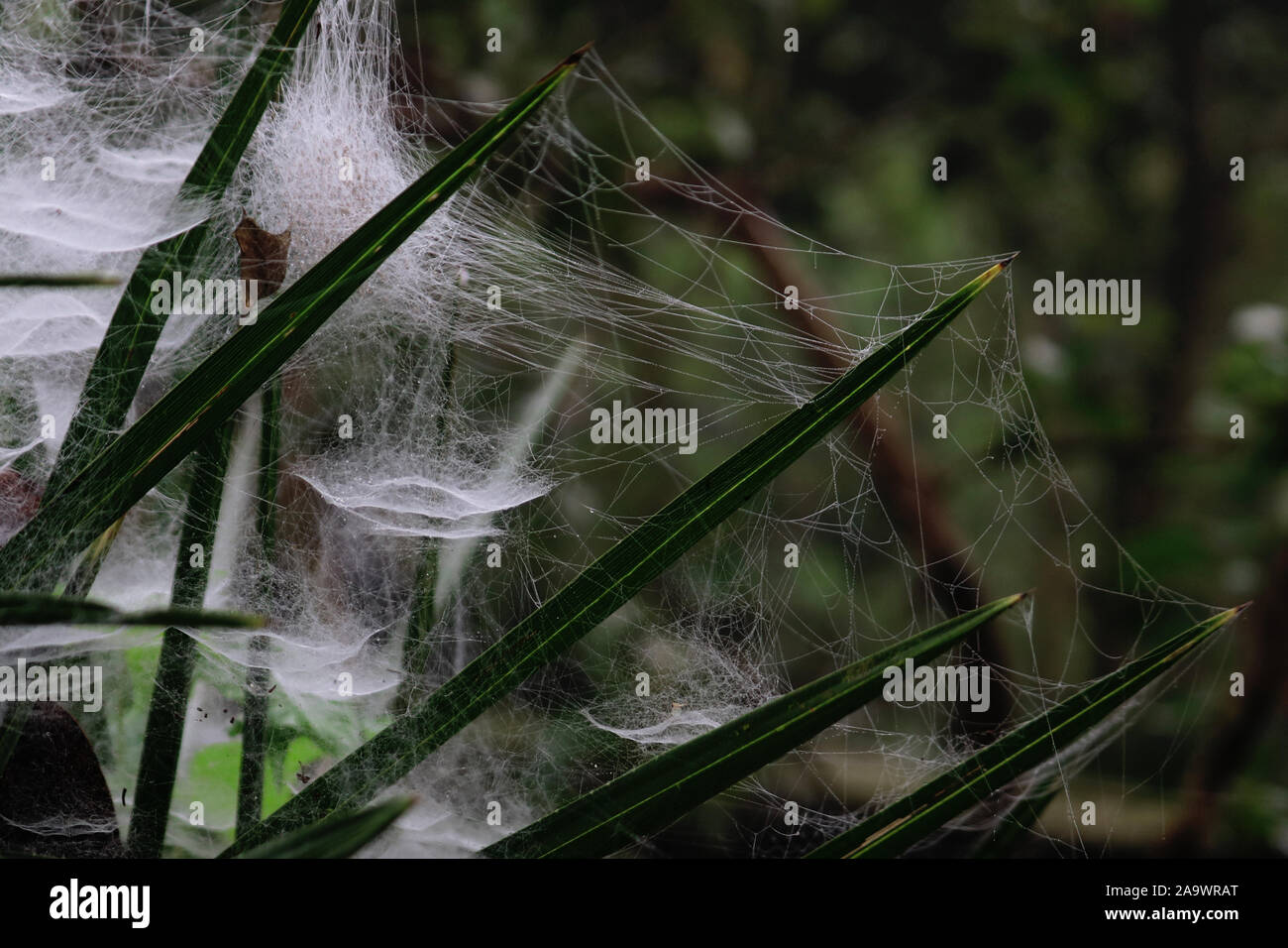 Spider web spider, modèle et net.Un matin d'hiver soleil dans la forêt. Banque D'Images