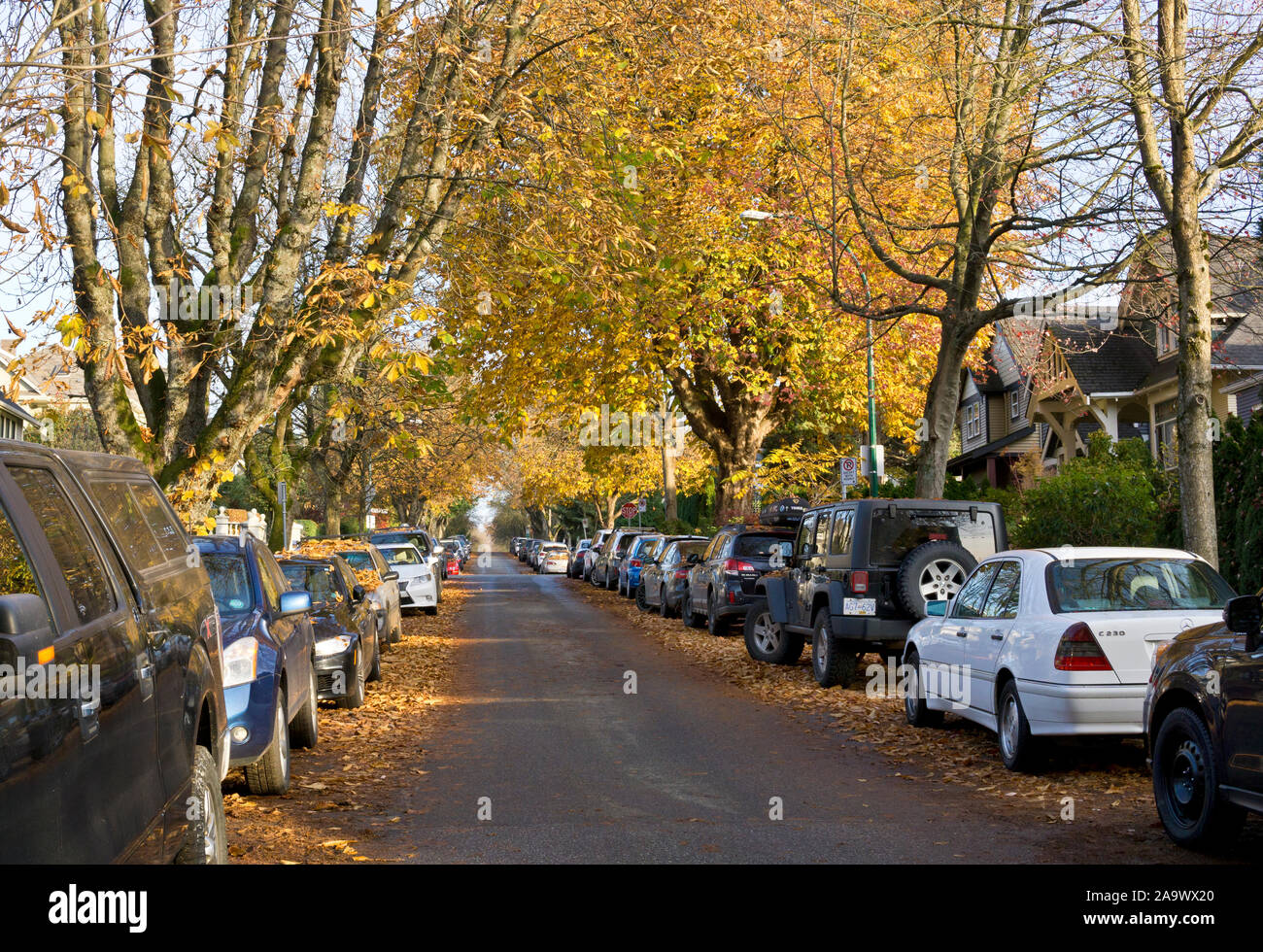 Feuilles d'automne sur une rue résidentielle dans l'Est de Vancouver, BC, Canada. Rue résidentielle avec des voitures en stationnement et les vieilles maisons dans l'Est de Vancouver. Banque D'Images