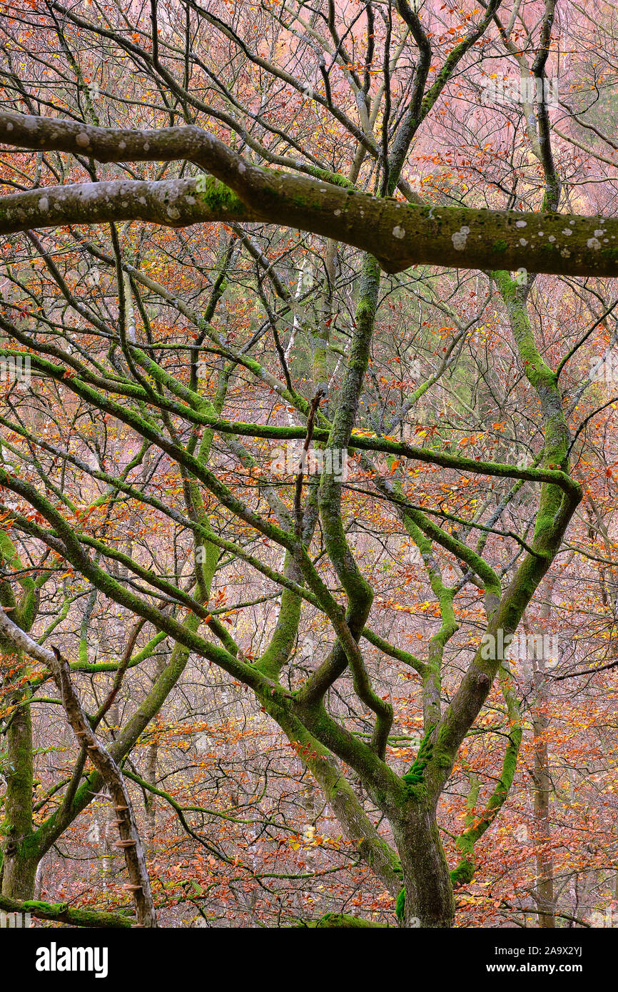 Les arbres se penchant vers la gauche et avoir moss sur les branches Banque D'Images