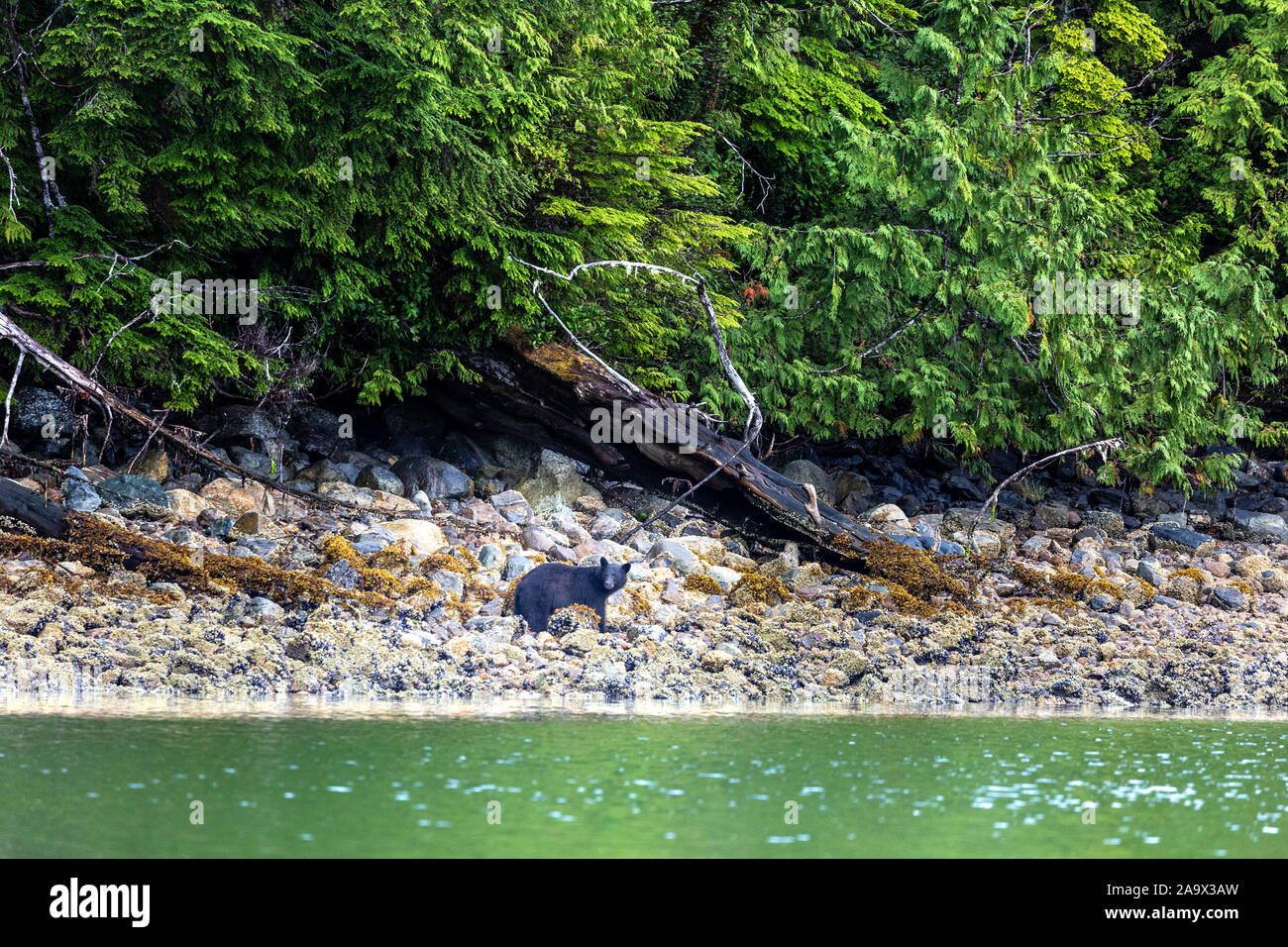 L'ours noir à la recherche de nourriture à marée basse, Tofino, Colombie-Britannique, Canada Banque D'Images