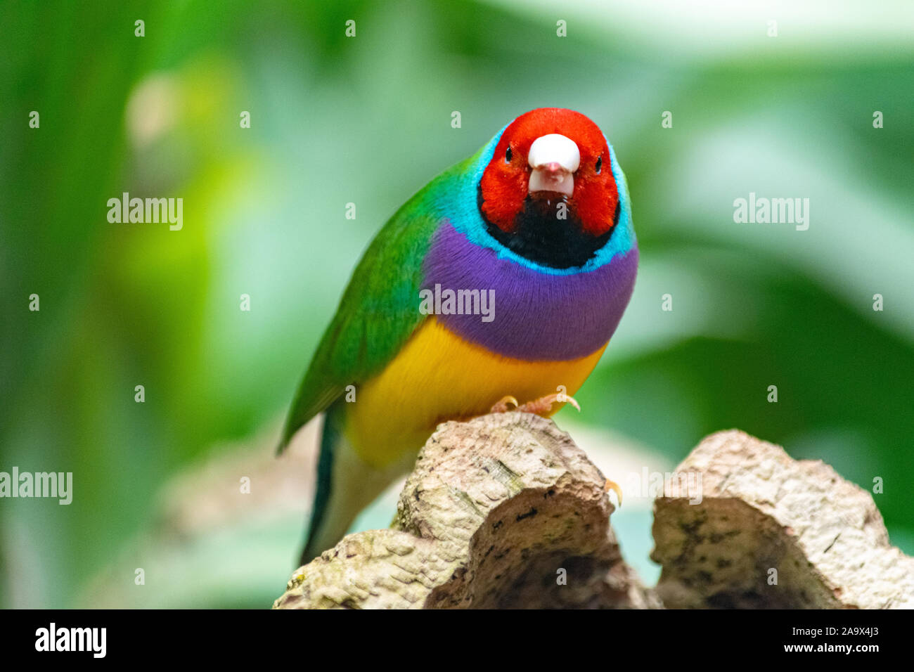 Un gros plan d'un finch regardant la caméra et l'alimentation locale dans mon jardin à papillons à Benalmadena, Espagne Banque D'Images