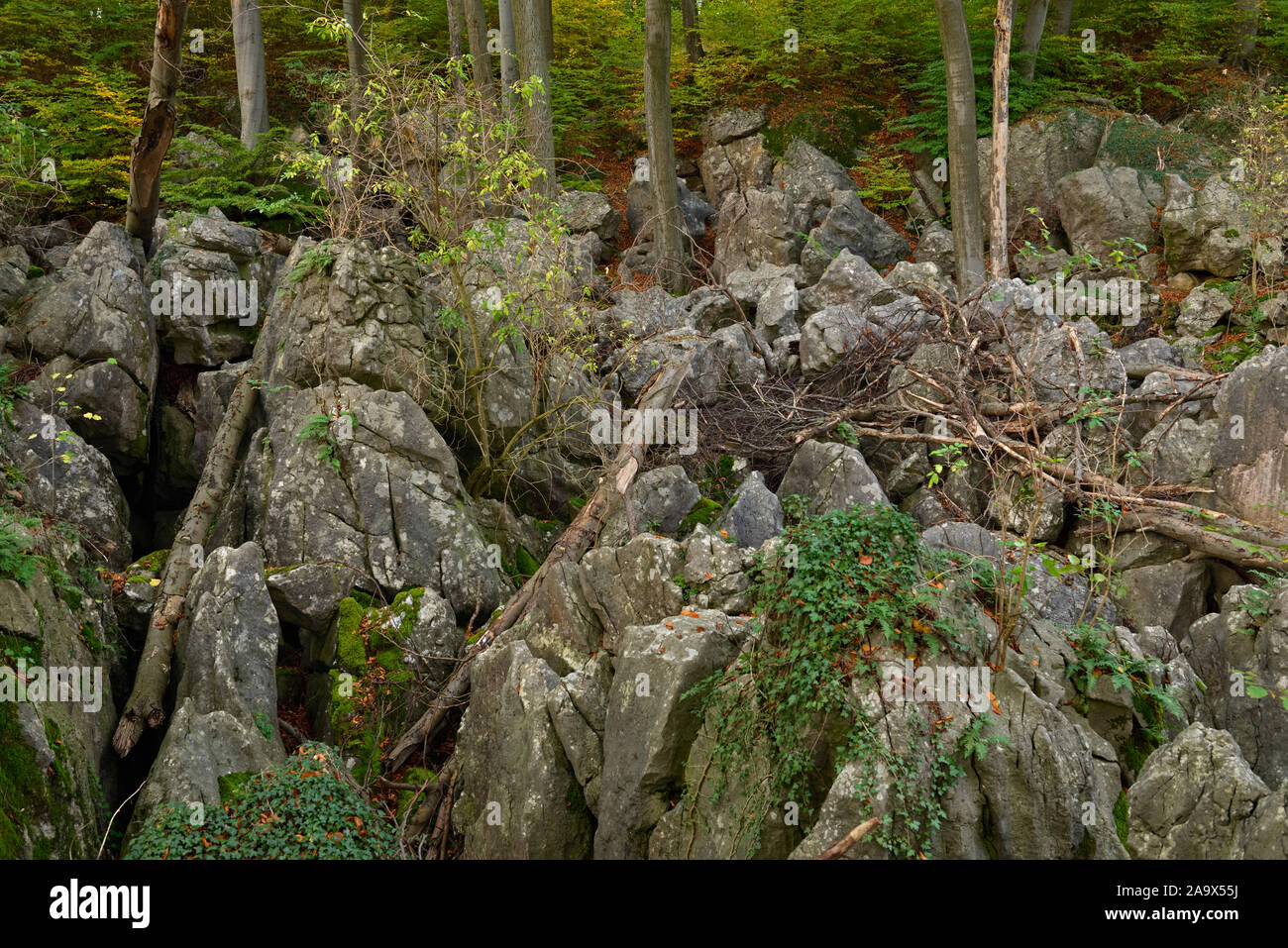 La Réserve Naturelle de felsenmeer, célèbre, Nationale Geotope, mer de rochers, Chaos rocheux avec de vieux hêtres et bois mort de Hemer, Allemagne, Europe. Banque D'Images