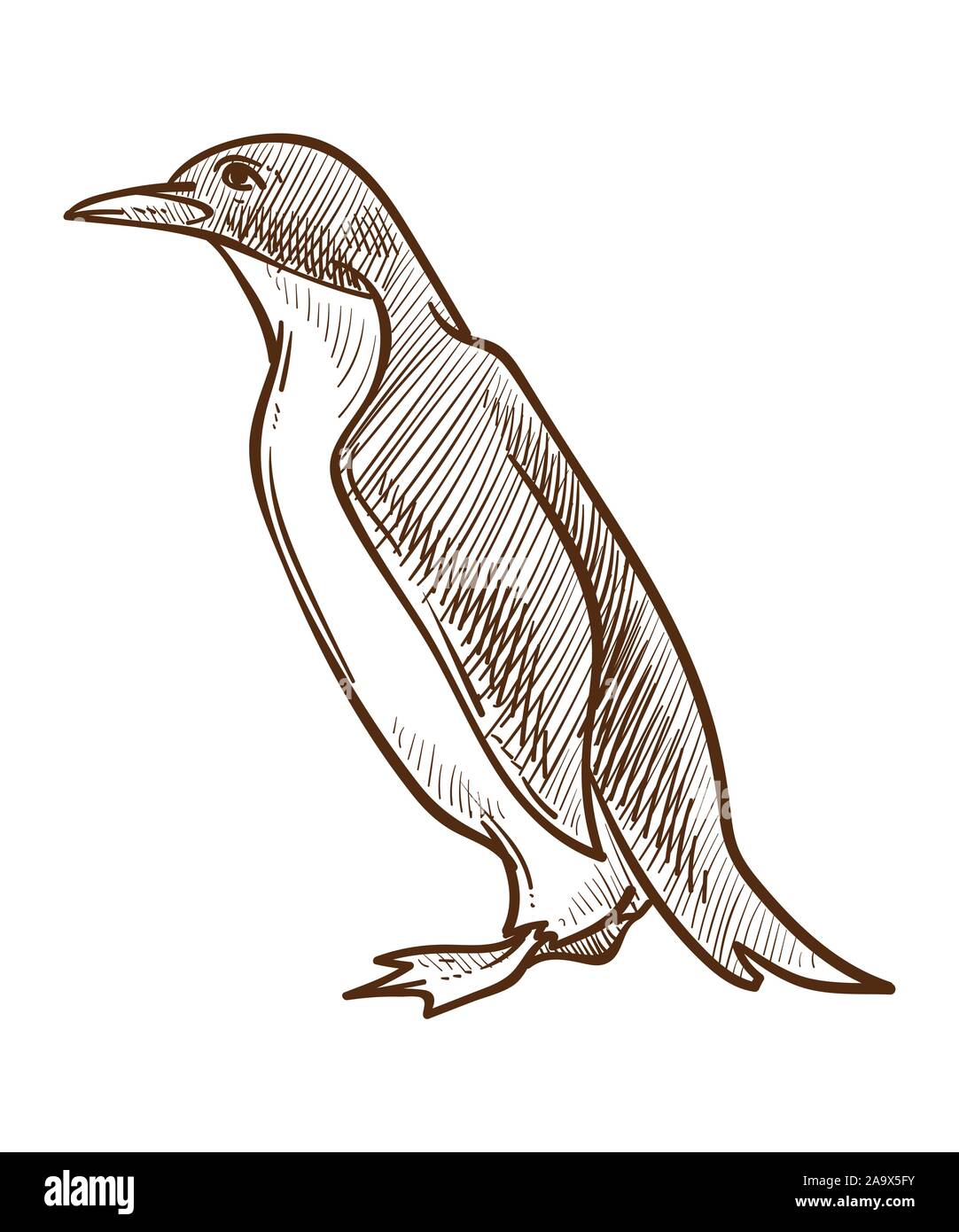 Oiseaux de l'Arctique, penguin croquis isolés, espèces aptères Illustration de Vecteur