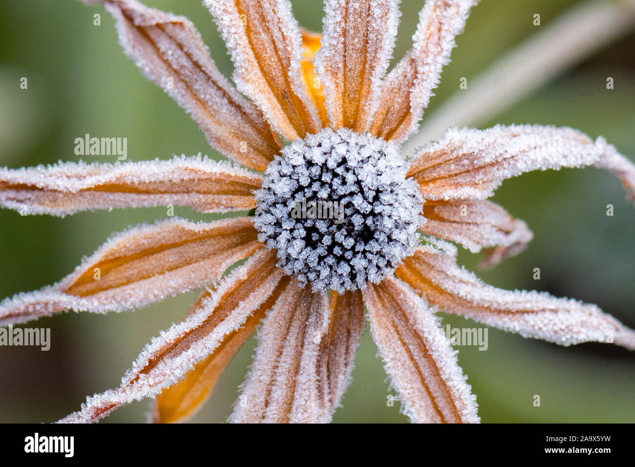 Killearn, Stirlingshire, Scotland, UK - 18 novembre 2019 - Royaume-Uni - avec des températures sous le point de congélation des cristaux de glace coat automne rudbeckia fleurs dans un jardin Stirlingshire Crédit : Kay Roxby/Alamy Live News Banque D'Images