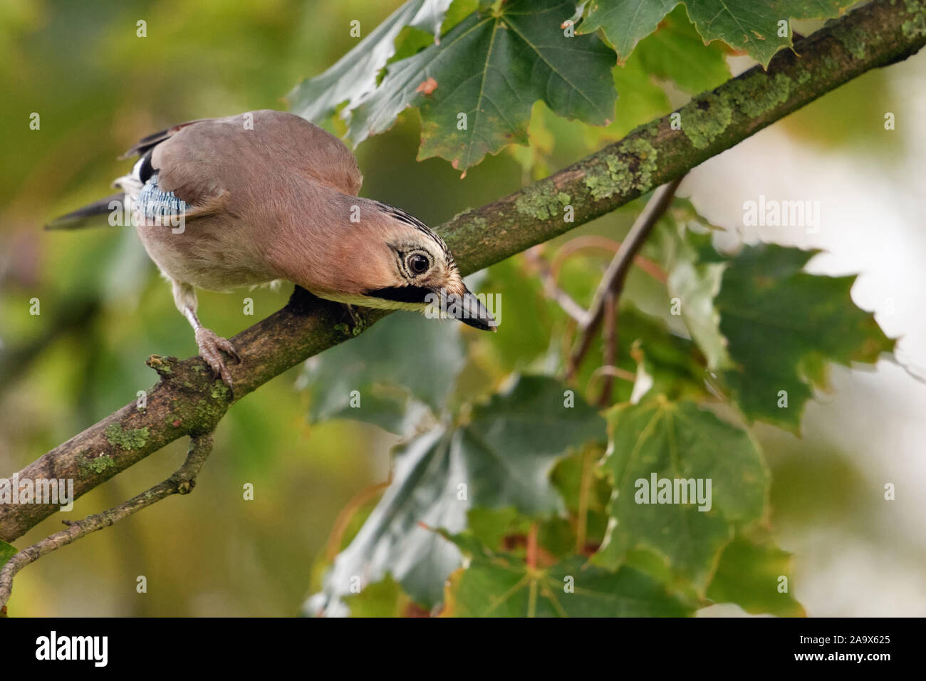 Eurasian Jay ( Garrulus glandarius ), perché dans un arbre, observant le sol, curieux, semble drôle, la faune, l'Europe. Banque D'Images