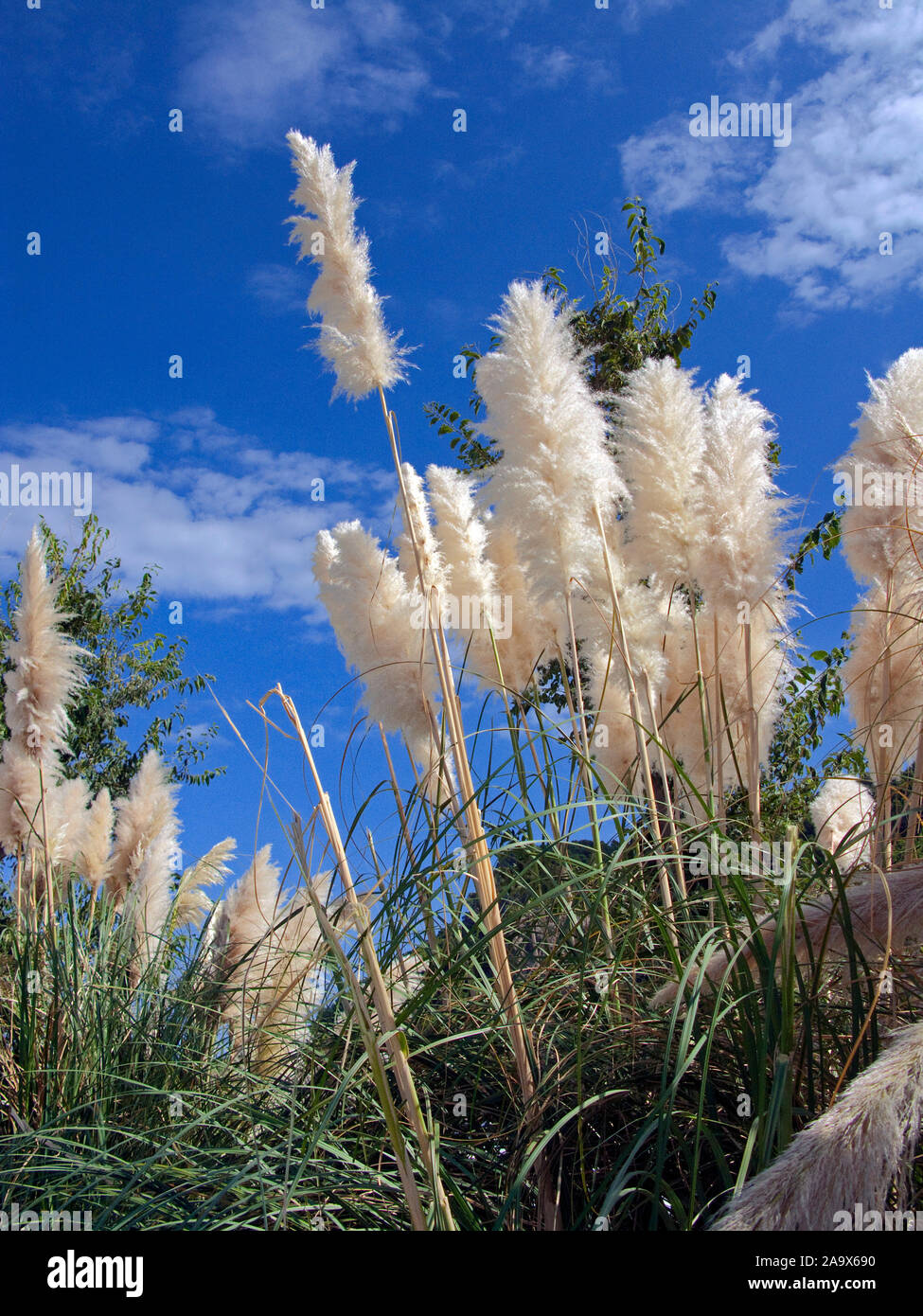 L'herbe de la pampa (cortaderia selloana), la floraison, Banyalbufar, Majorque, îles Baléares, Espagne Banque D'Images