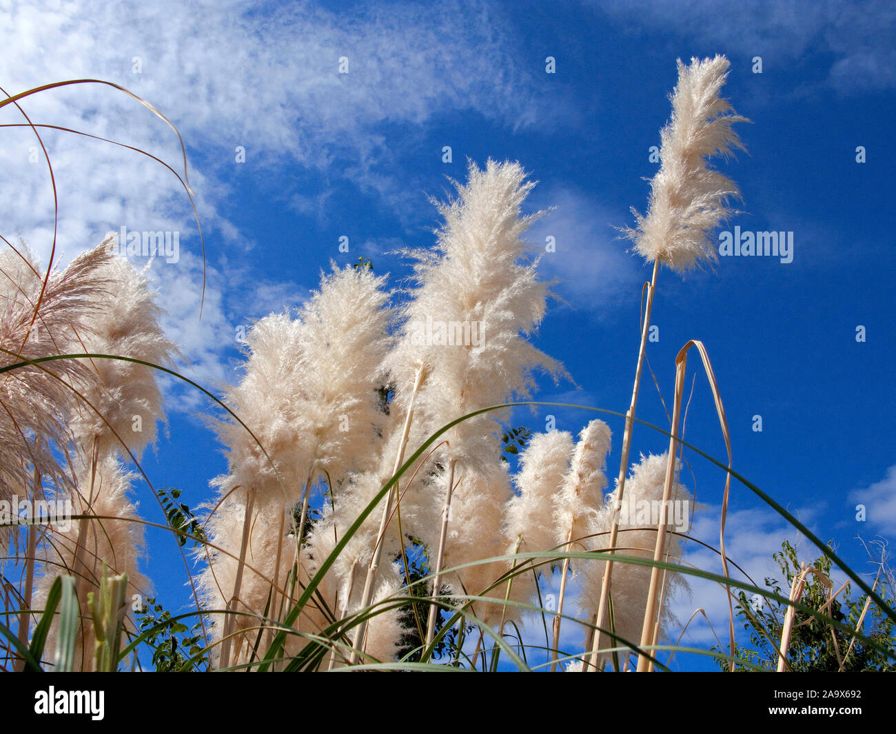 L'herbe de la pampa (cortaderia selloana), la floraison, Banyalbufar, Majorque, îles Baléares, Espagne Banque D'Images