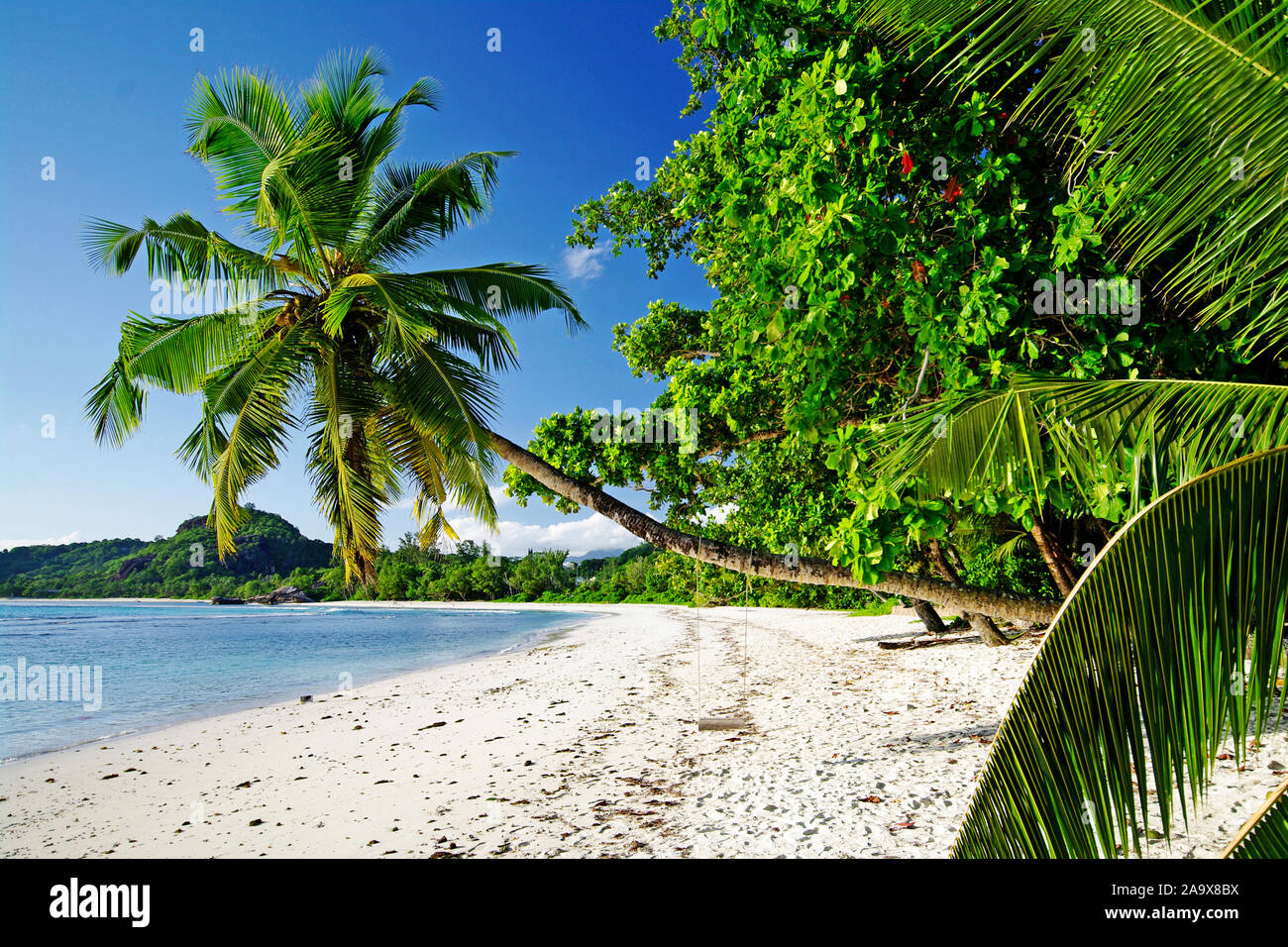 Palme mit der Schaukel Anse Gaulettes süd im westen der Insel Mahé, Seychellen Banque D'Images