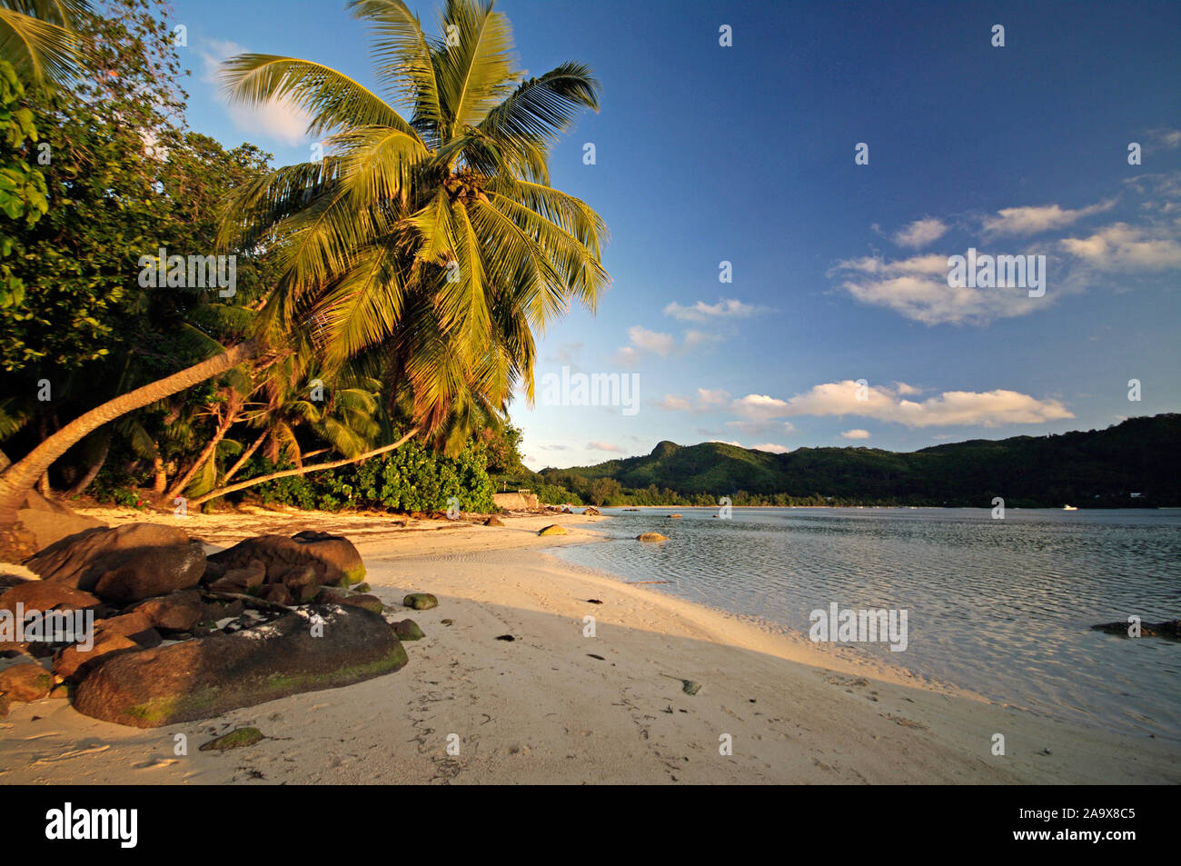 Palme mit der Schaukel Anse Gaulettes süd im westen der Insel Mahé, Seychellen Banque D'Images