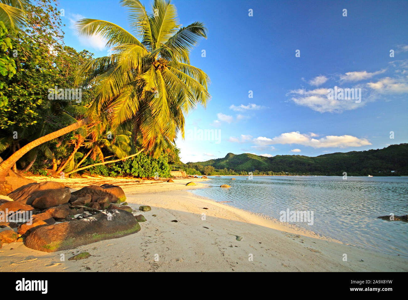 Sonnenuntergang am Sandstrand an der Anse à la Mouche mit Palmen, Mahe, Seychellen Banque D'Images