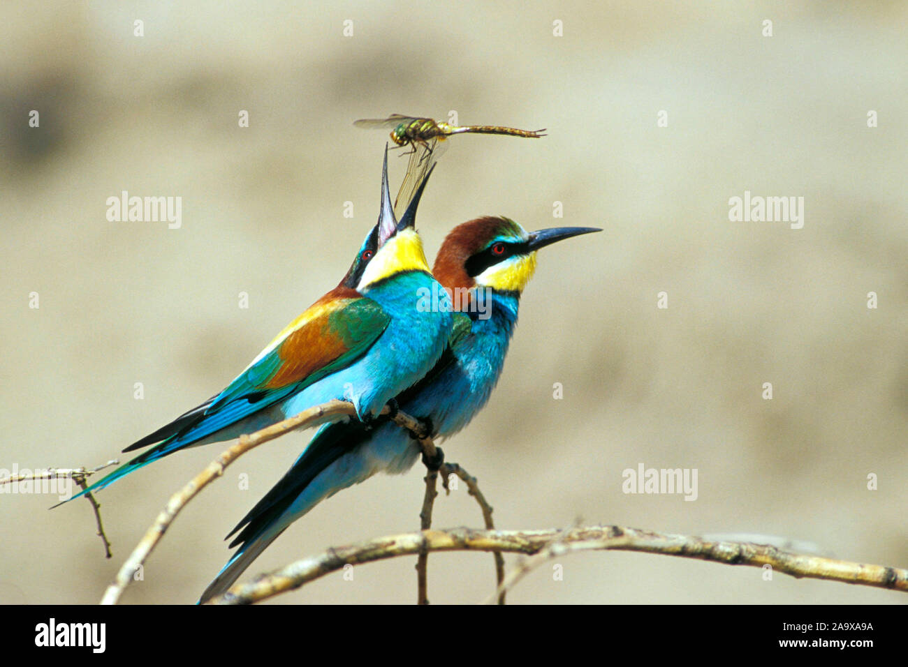 Bienenfresser Sitzwarte auf, (Merops apiaster) Banque D'Images