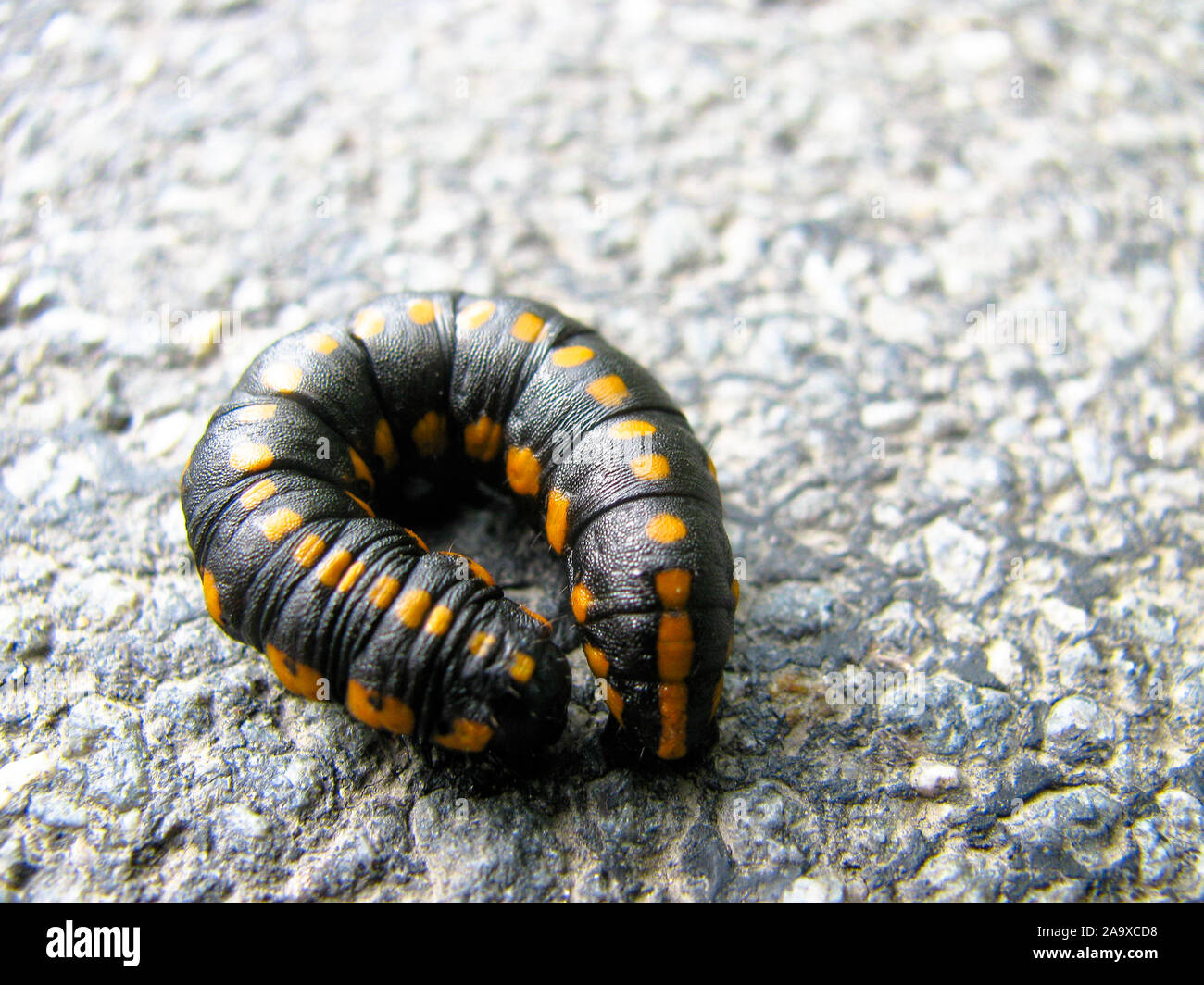 Chenille noire et orange Banque de photographies et d’images à haute — free download