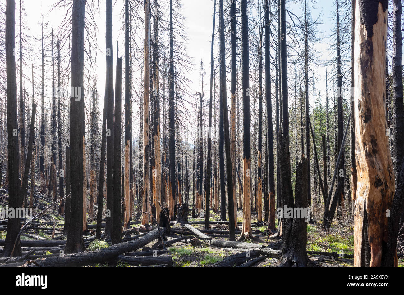 Feu de forêt, les arbres endommagés et le long de la Pacific Crest Trail, Mont Adams Wilderness, Washington Banque D'Images