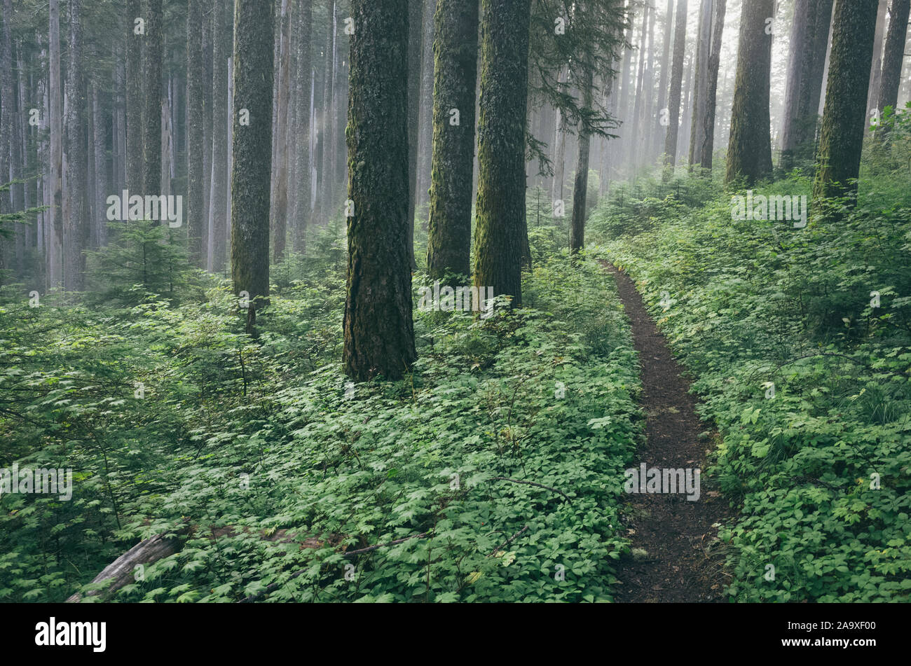Le Pacific Crest Trail s'étend dans la forêt verte et luxuriante, Gifford Pinchot National Forest, Washington Banque D'Images