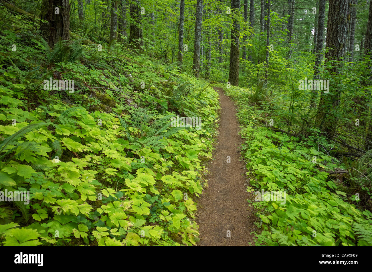 Le Pacific Crest Trail s'étend dans la forêt verte et luxuriante, la Forêt Nationale de Gifford Pinchot. Banque D'Images