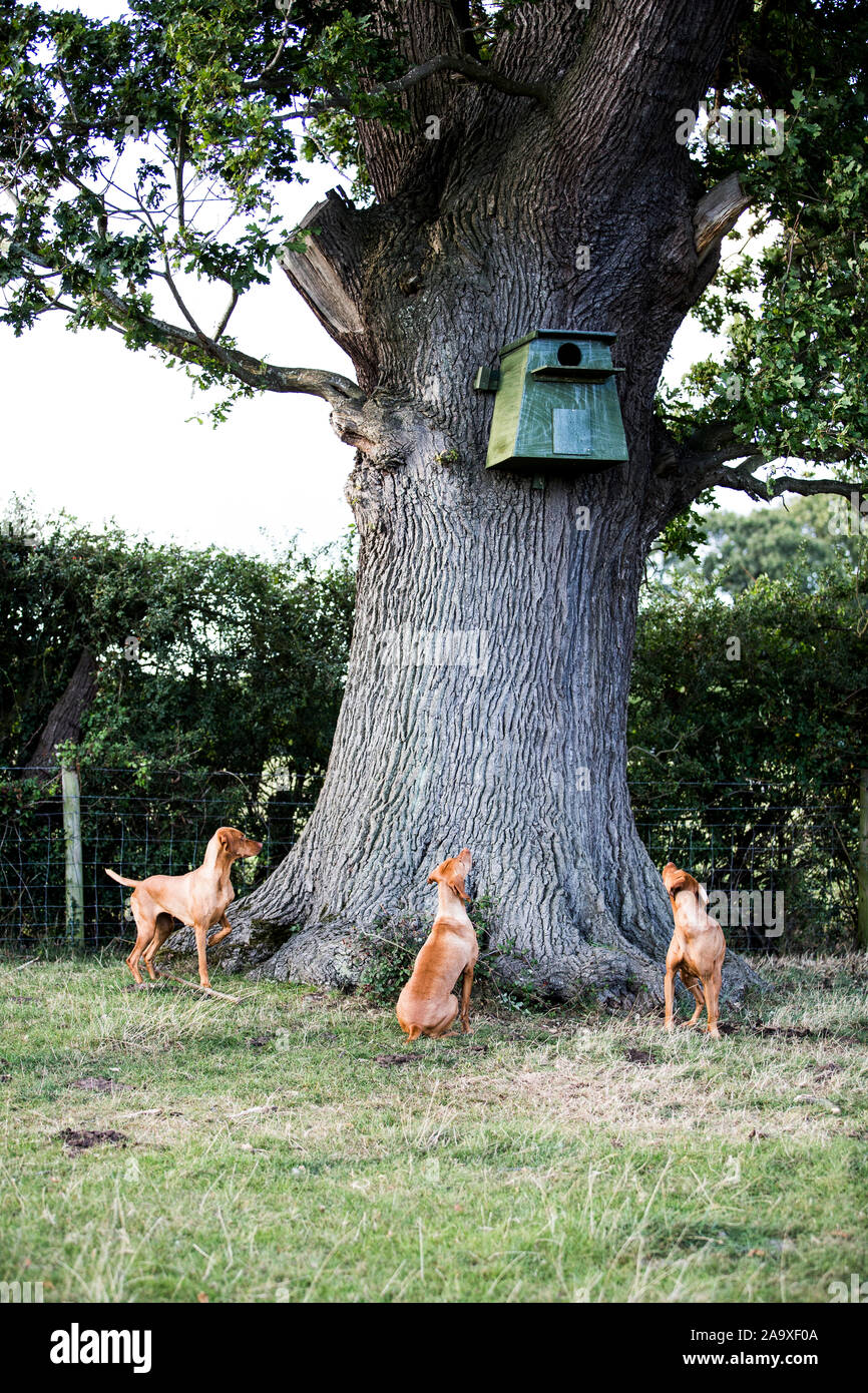 Trois chiens Vizla assis autour d'un arbre, à la recherche jusqu'à une cabane bleue. Banque D'Images