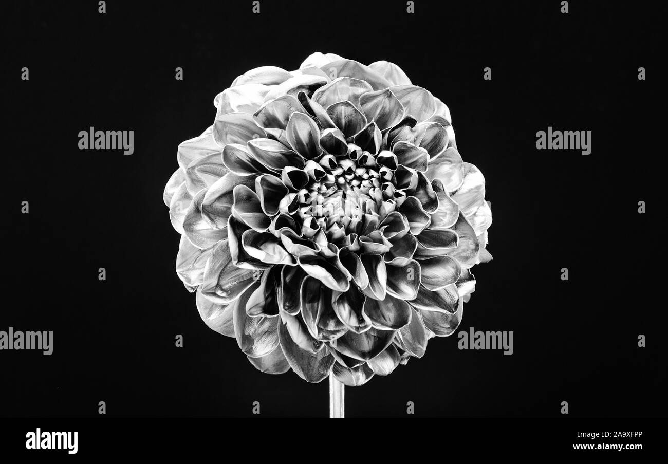 Fleur de chrysanthème argent naturel beauté rétro.. luxe et succès. en Métal Décoration antique. la richesse et la richesse floristique. entreprise. Vintage silver. argenterie ancienne conception florale. Banque D'Images