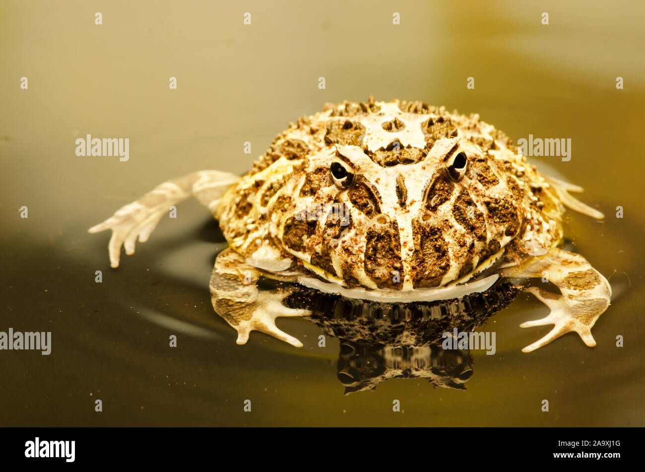 Orné d'Argentine (grenouille cornue Ceratophrys ornate) Banque D'Images