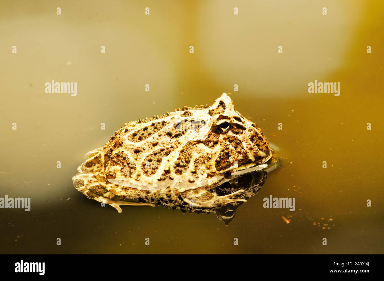 Orné d'Argentine (grenouille cornue Ceratophrys ornate) Banque D'Images