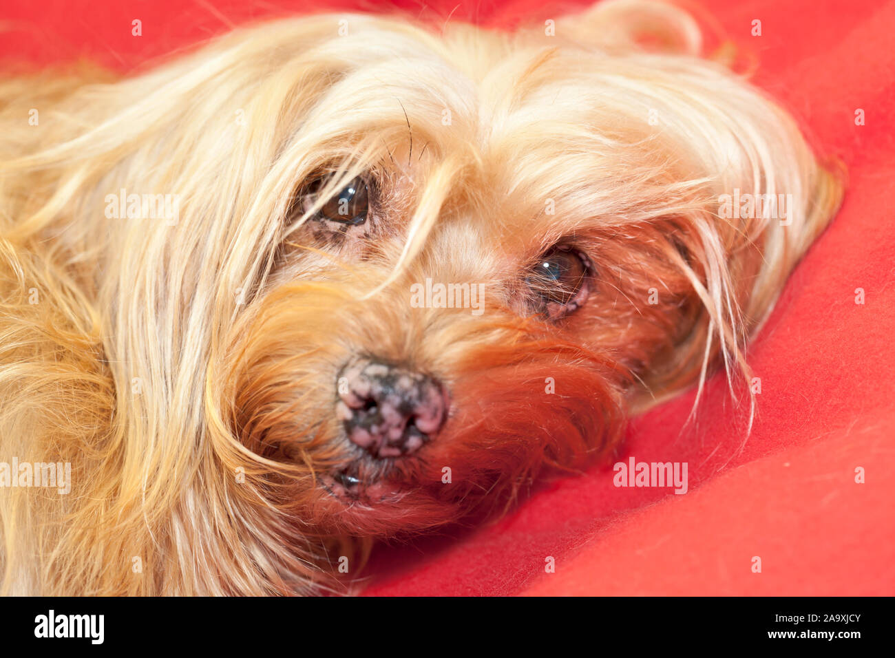 Mixed breed dog, maltais et yorkshire terrier, portrait Banque D'Images