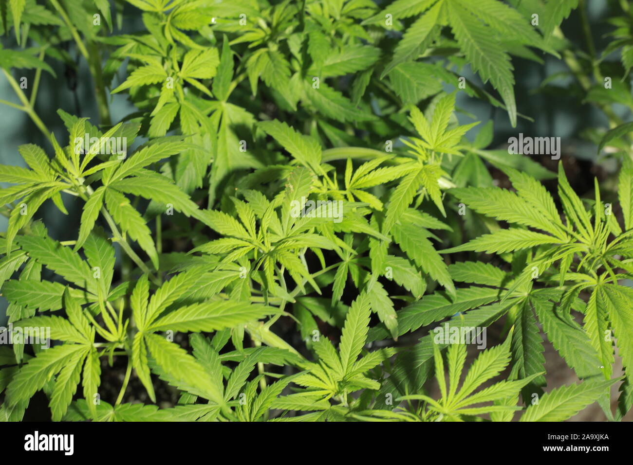 Feuilles de cannabis verte,la culture intérieure floue de près. Banque D'Images