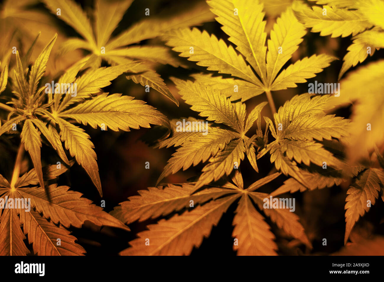 Cultiver du cannabis à la maison.feuilles d'une plante de marijuana médicale.La culture intérieure. Banque D'Images