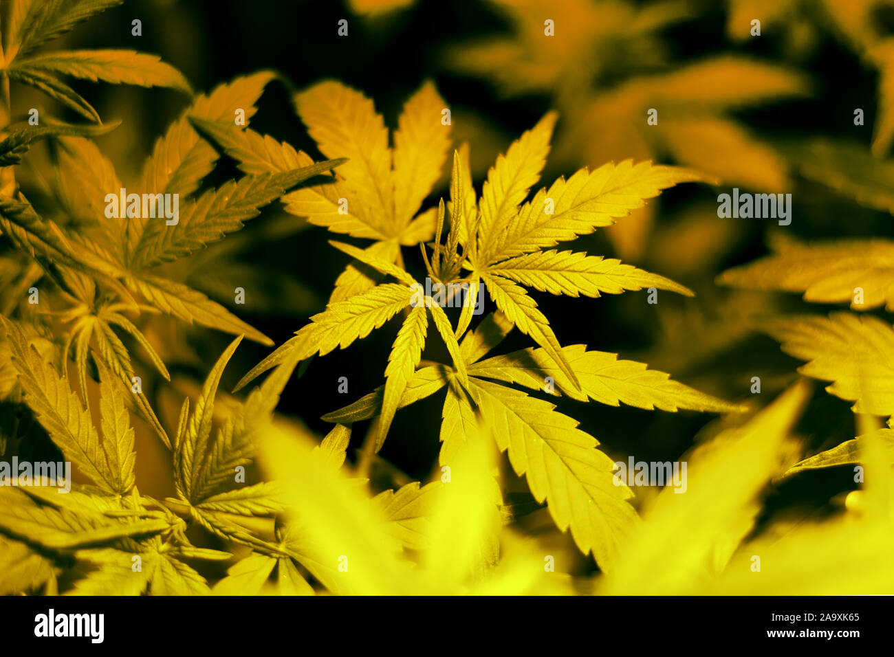 Cultiver du cannabis à la maison.feuilles d'une plante de marijuana médicale.La culture intérieure. Banque D'Images