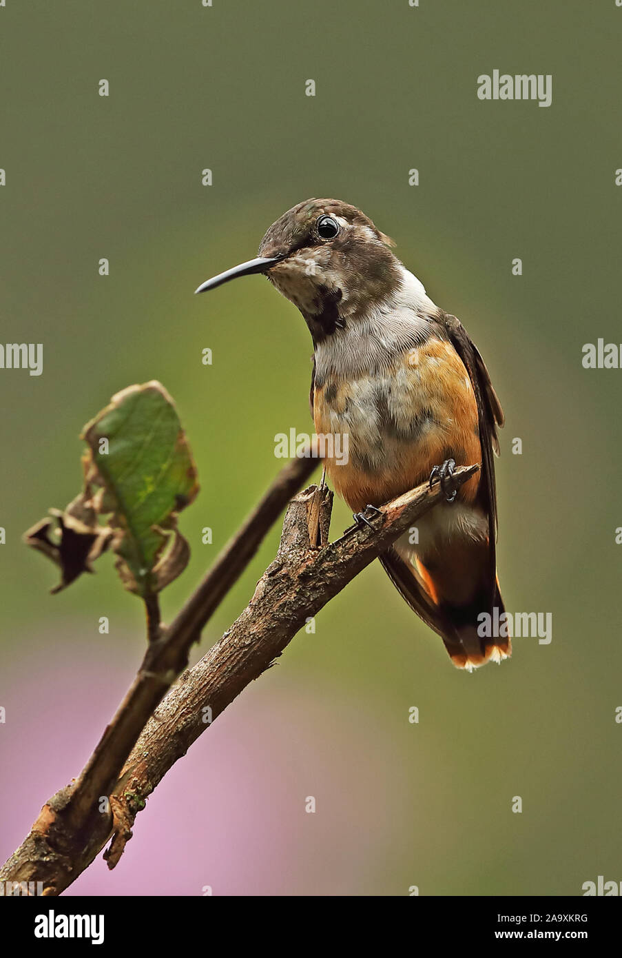 Purple-throated Woodstar (Calliphlox mitchellii) mâle immature perché sur la branche Sachatamia Lodge, Mindo, Équateur Février Banque D'Images