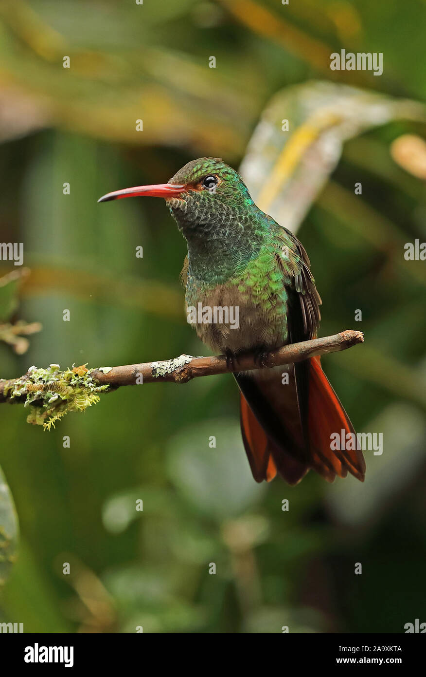 Bruant à queue (Amazilia tzacatl Hummingbird jucunda ) hot perchée sur la route de l'Équateur, direction générale Nono-Mindo Février Banque D'Images