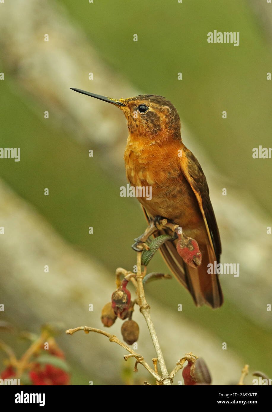 (Aglaeactis cupripennis Shining Sunbeam cupripennis) adulte perché sur la floraison bush Antisana Réserve écologique, l'Equateur Février Banque D'Images