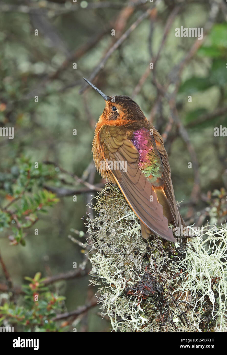 (Aglaeactis cupripennis Shining Sunbeam cupripennis) adulte perché sur souche moussue Réserve Yanacocha, Équateur Février Banque D'Images
