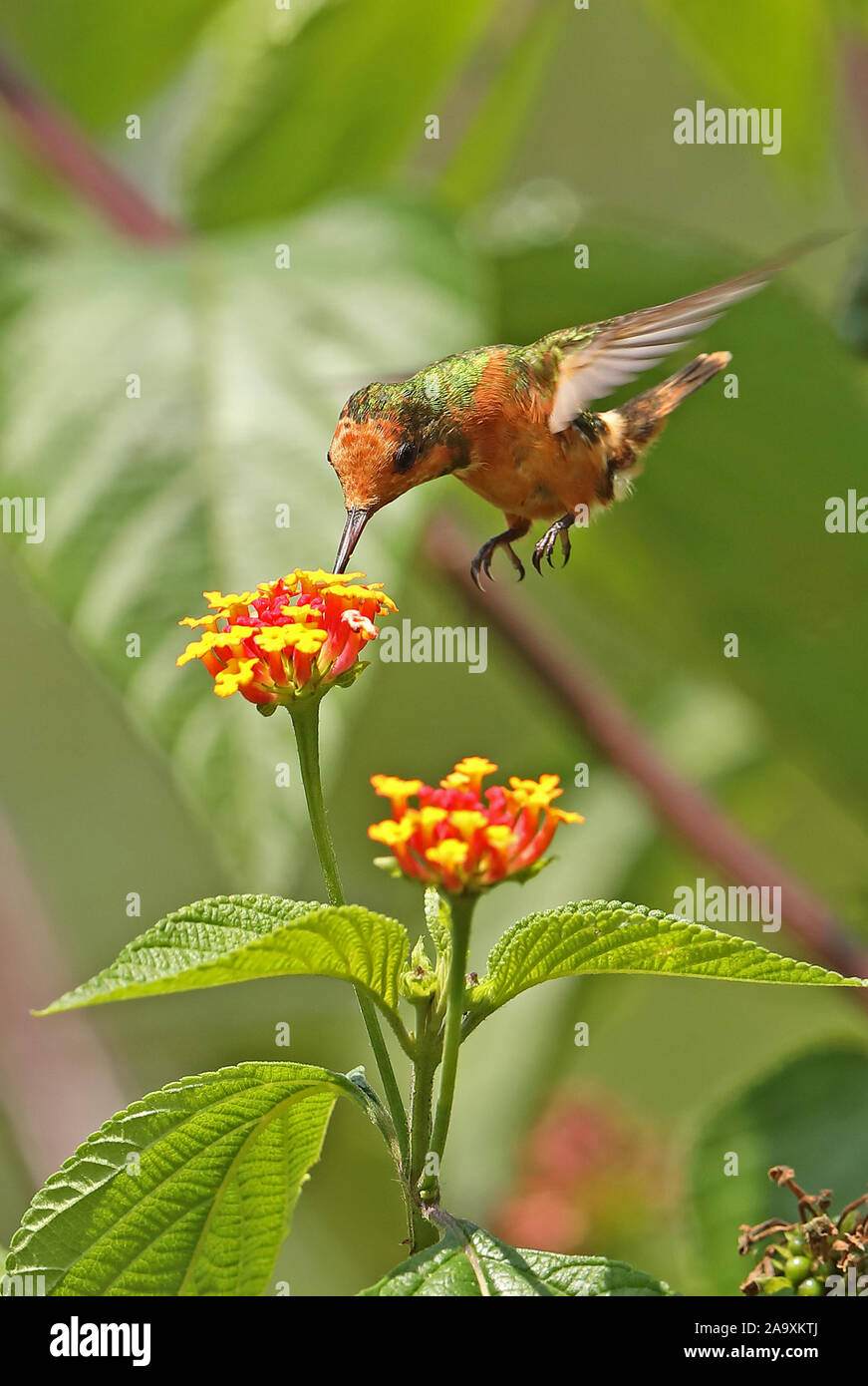 Elg Coquette (Lophornis stictolophus) femelle adulte en vol s'alimentant à Copalinga fleur Lantana Lodge, Zamora, Équateur Février Banque D'Images