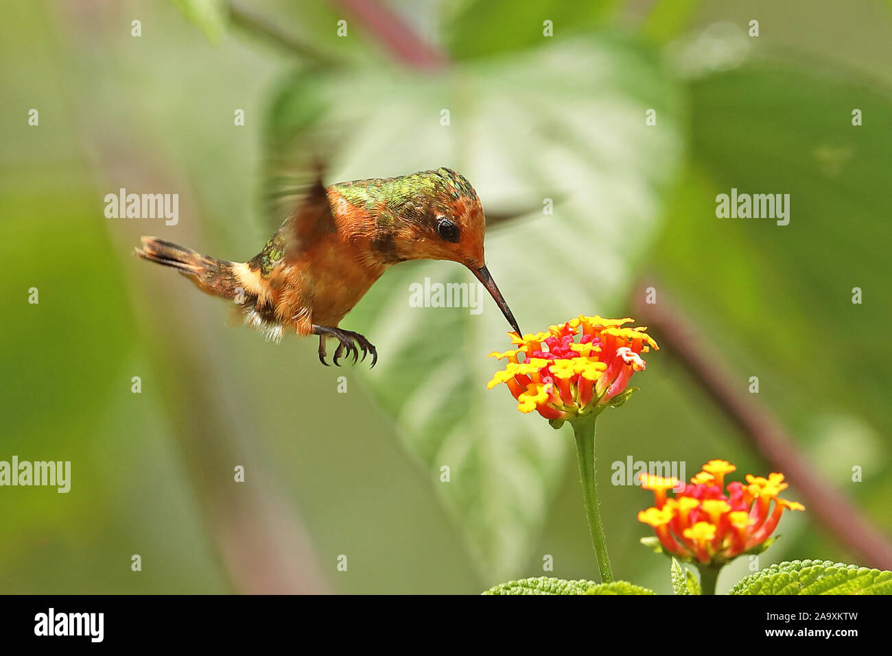 Elg Coquette (Lophornis stictolophus) femelle adulte en vol s'alimentant à Copalinga fleur Lantana Lodge, Zamora, Équateur Février Banque D'Images