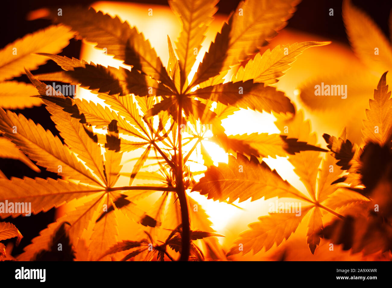 L'éclairage artificiel pour la culture et la culture de variétés de cannabis médical à l'intérieur jaune vif.du soleil depuis le bas pour la marijuana. Banque D'Images