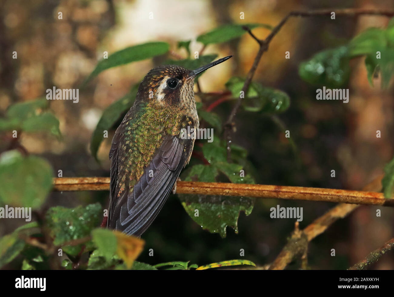 Hummingbird (Adelomyia melanogenys mouchetée maculata) adulte perché sur twig Tapichalaca Reserve, Zamora Chinchipe, février-Équateur Banque D'Images