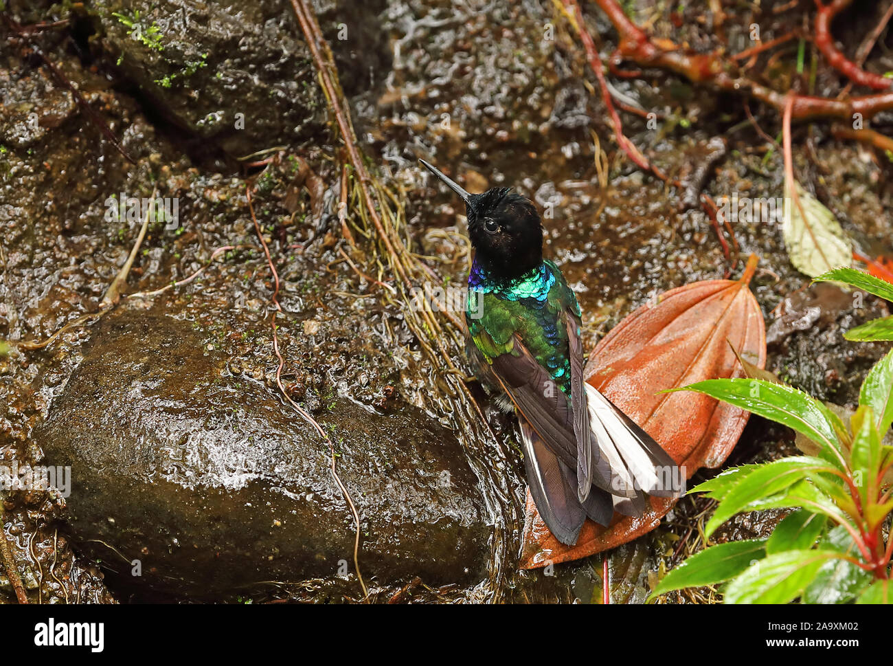 Velvet-purple Coronet (Boissonneaua jardini) baignade dans le ruisseau Nono-Mindo adultes Road, l'Équateur Février Banque D'Images