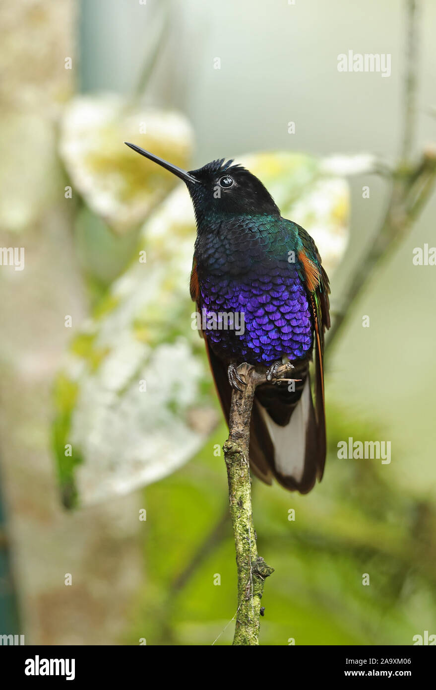 Velvet-purple Coronet (Boissonneaua jardini) adulte perché sur twig Vinicio Observateur's House, Nono-Mindo Road, l'Équateur Février Banque D'Images