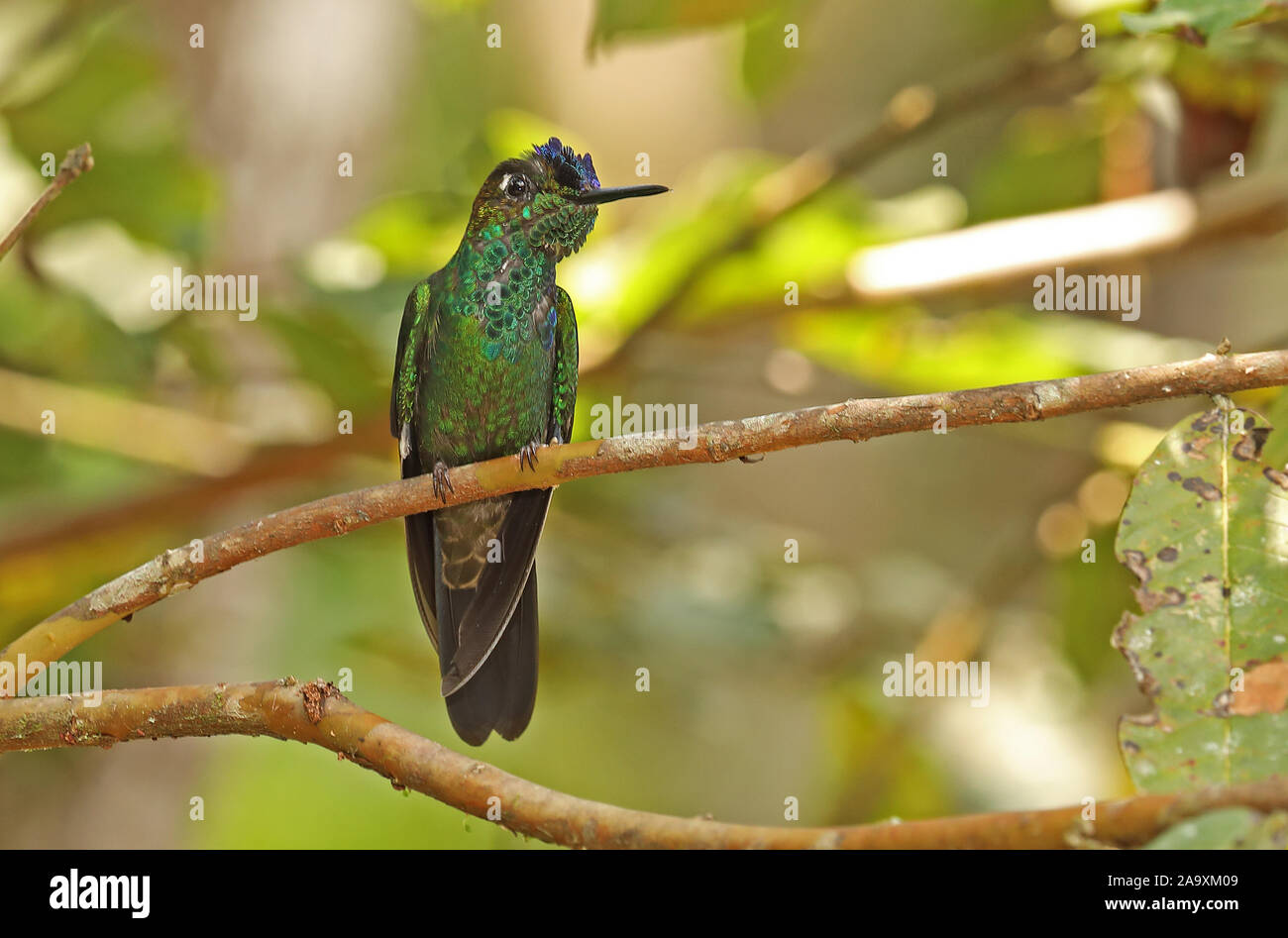 Brillant à front violet (Heliodoxa leadbeateri sagitta) mâle adulte, perché sur twig Copalinga Lodge, Zamora, Équateur Février Banque D'Images