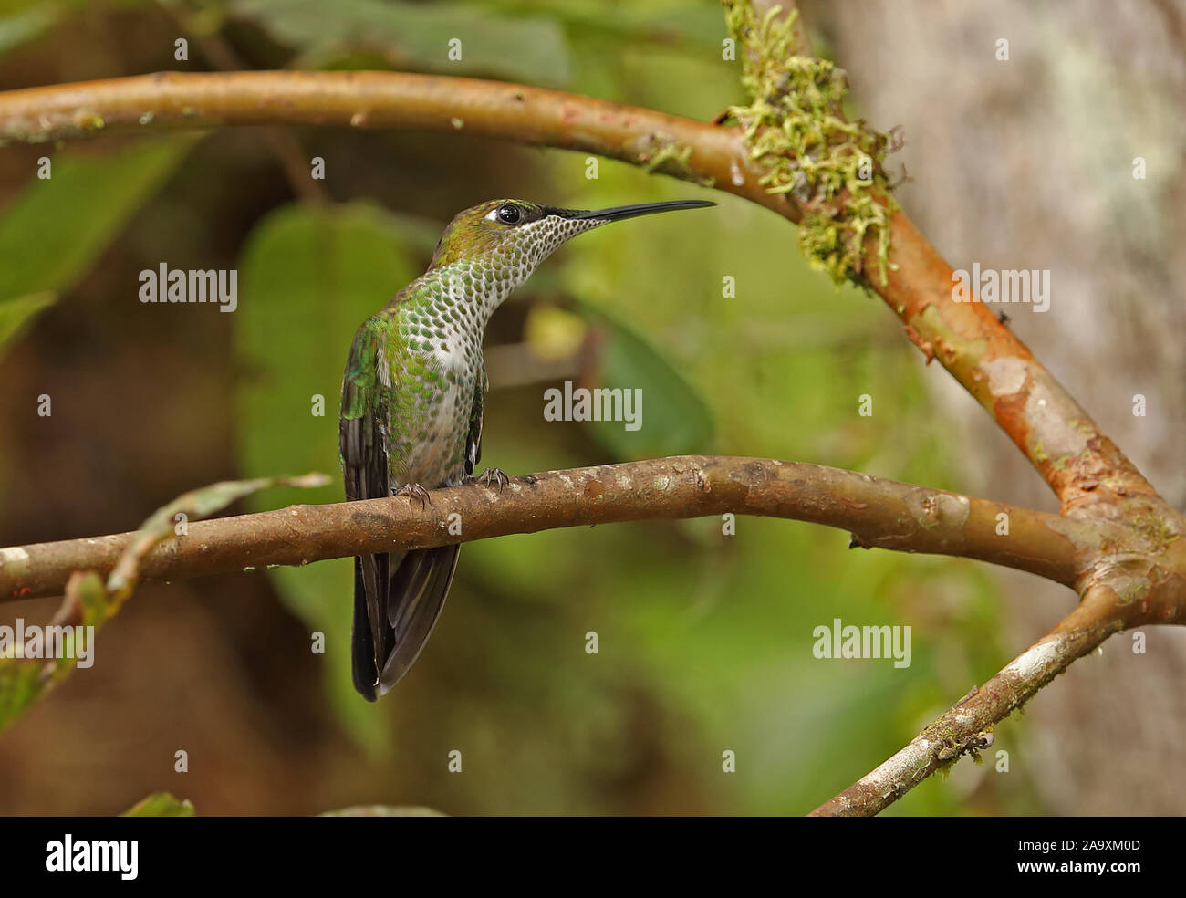 Brillant à front violet (Heliodoxa leadbeateri sagitta) femelle adulte perché sur twig Copalinga Lodge, Zamora, Équateur Février Banque D'Images